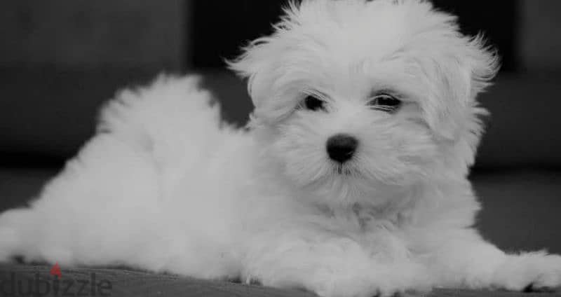 mini bichon malteze 2