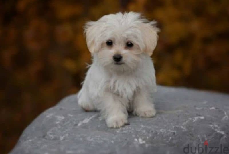 mini bichon malteze 3