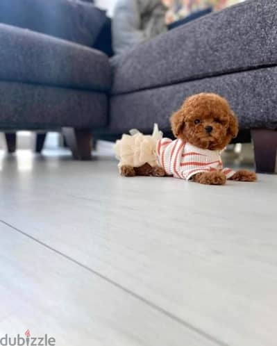 Poodle Puppies Small Size High Quality Imported Delivery