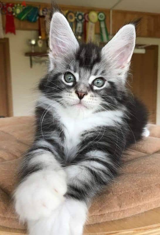 Beautiful Maine Coon Tabby Kitten Available/ cat قطط 0