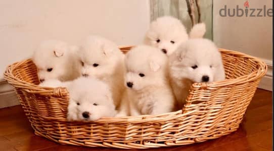 samoyed puppy