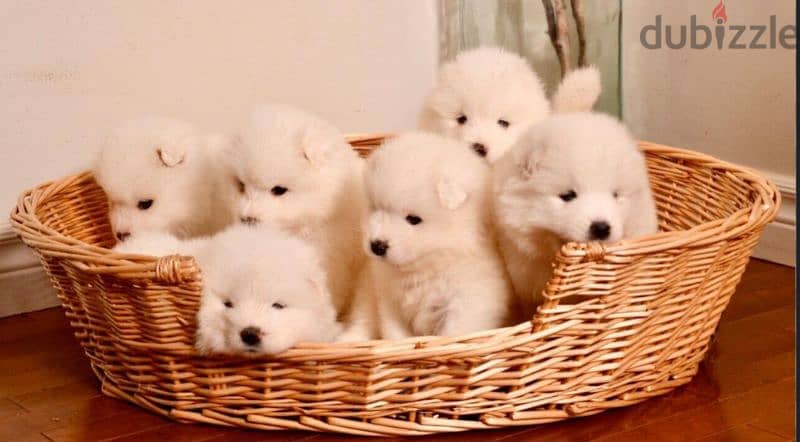 samoyed puppy 0