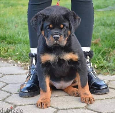 rottweiler Serbia king size