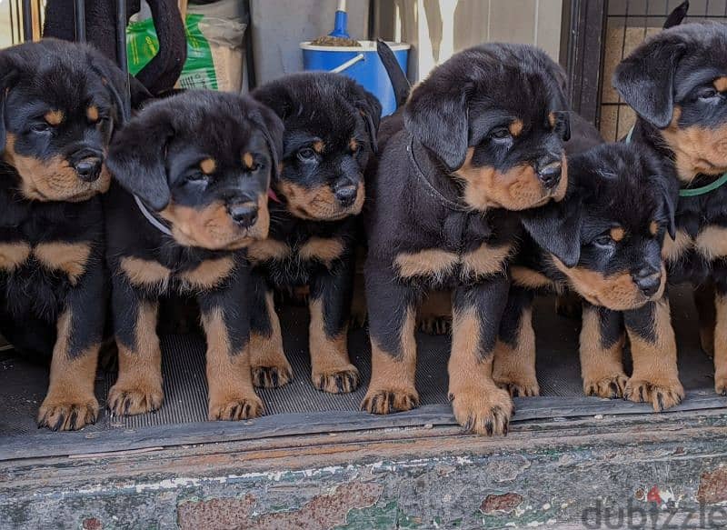 rottweiler Serbia king size 4