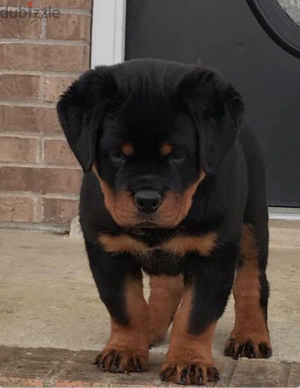 rottweiler Serbia king size 5