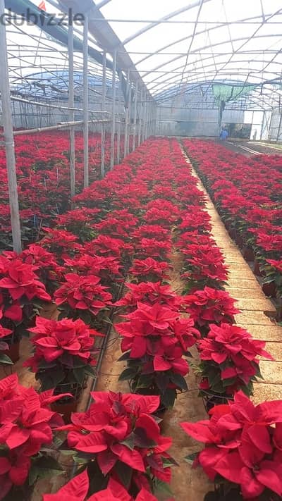 Poinsettia