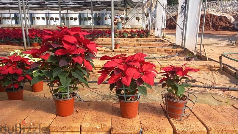 Poinsettia 1