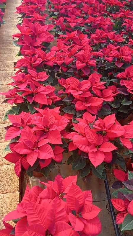 Poinsettia 4