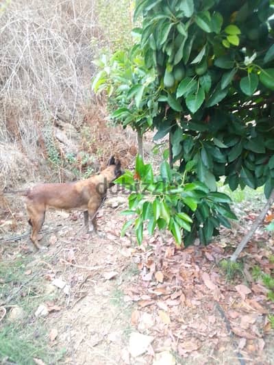 malinois dog for trad on pointer