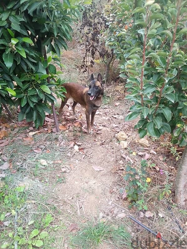 malinois dog for trad on pointer 1