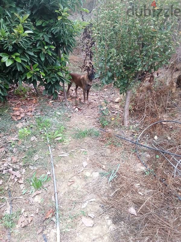 malinois dog for trad on pointer 2