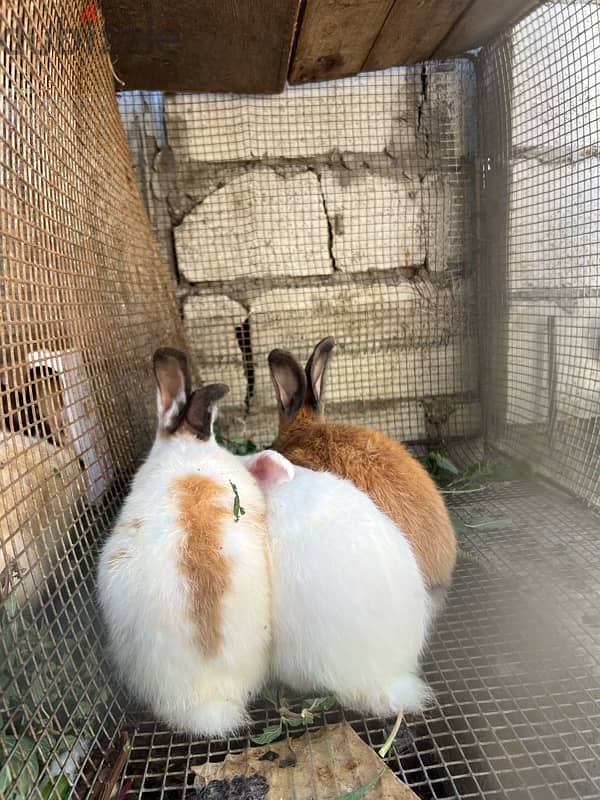 rabbits /أرانب 0