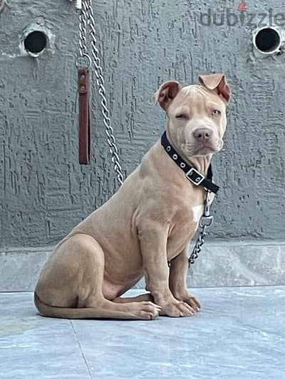 pitbull xxl red nose original !!