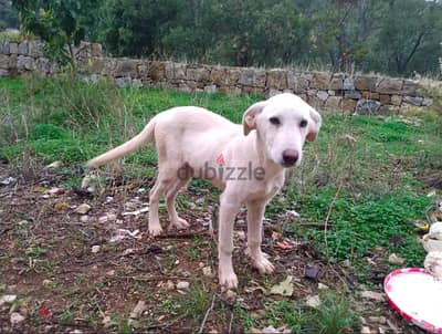 Beautiful puppy male, 6 months - mix dog