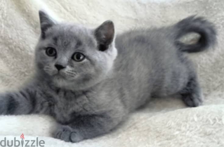 Scottish fold 1