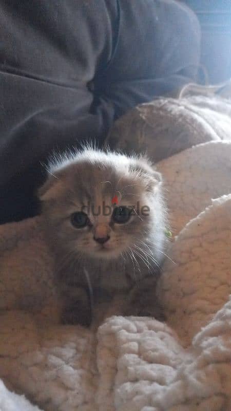 Scottish fold 2