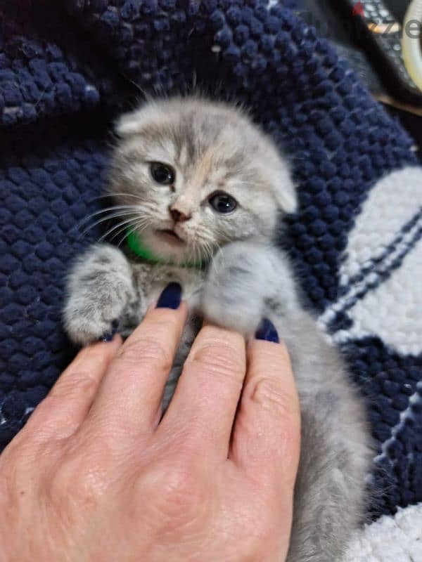 Scottish fold 4