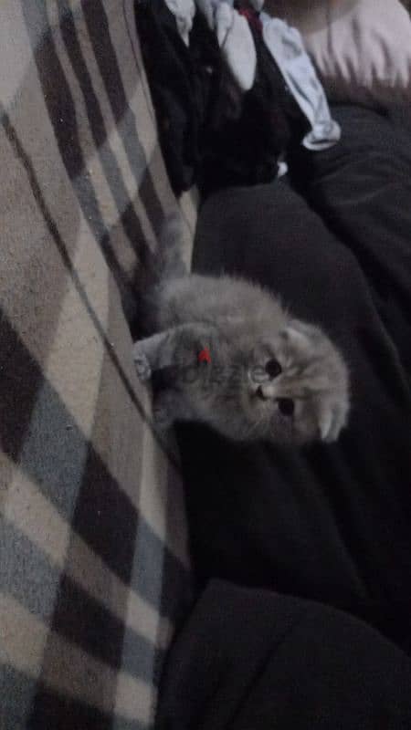 Scottish fold 6