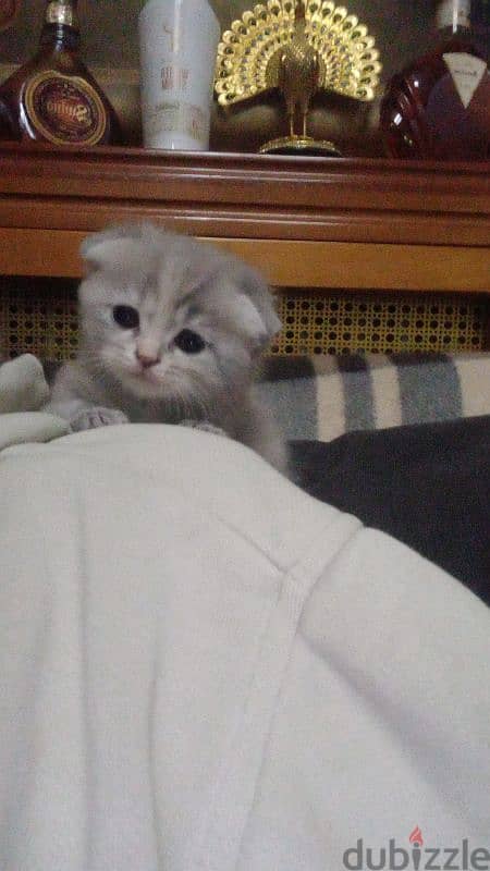 Scottish fold 1