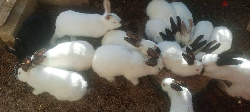 rabbits 0