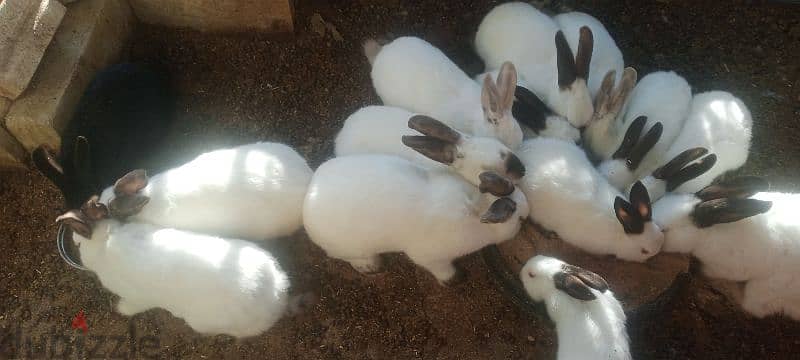 rabbits 1