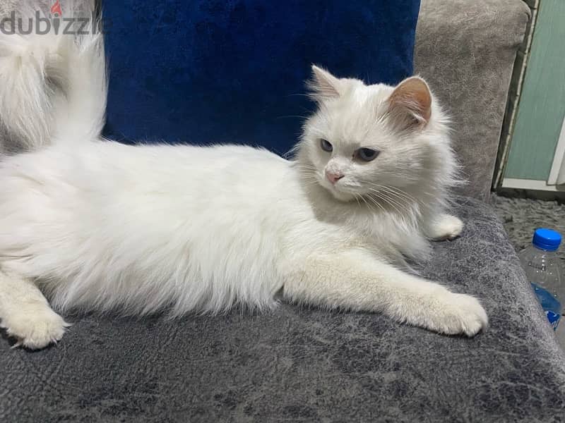 Angora Cat 1