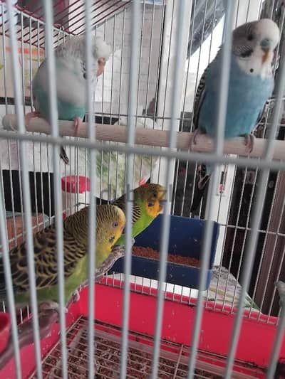 4 budgies for sales 28 $ with cage