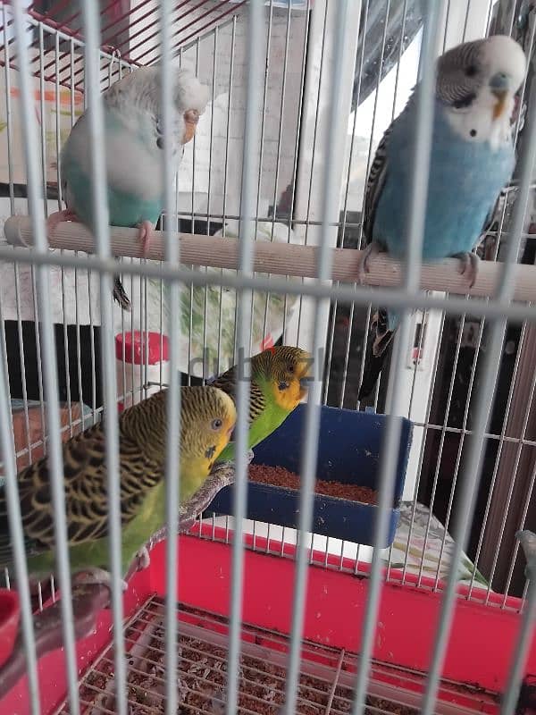 4 budgies for sales 28 $ with cage 0