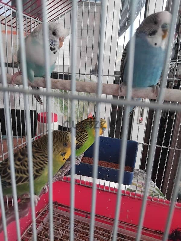 4 budgies for sales 28 $ with cage 1