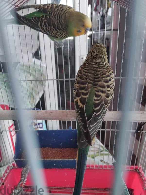 4 budgies for sales 28 $ with cage 2