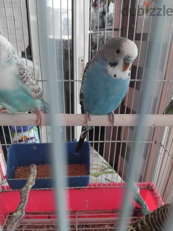 4 budgies for sales 28 $ with cage 3