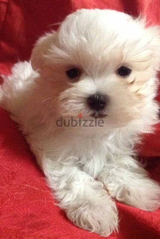 bichon maltais 1