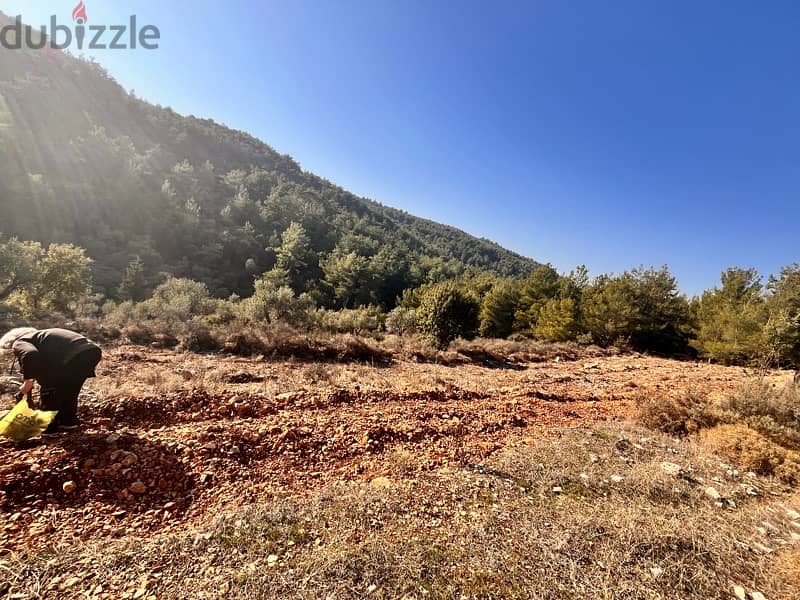 land for sale in karem saddeh 5