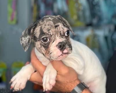 Imported French Bulldog White & Merle puppy Dog Delivery كلاب كلب