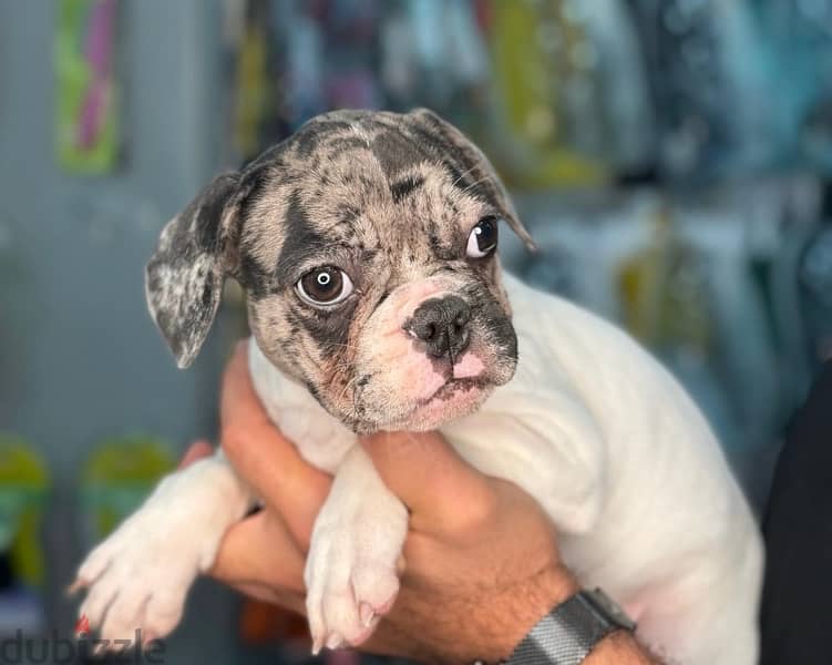 Imported French Bulldog White & Merle puppy Dog Delivery كلاب كلب 0