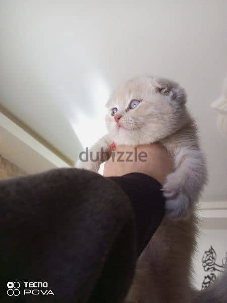 Scottish fold Creamy ! 0