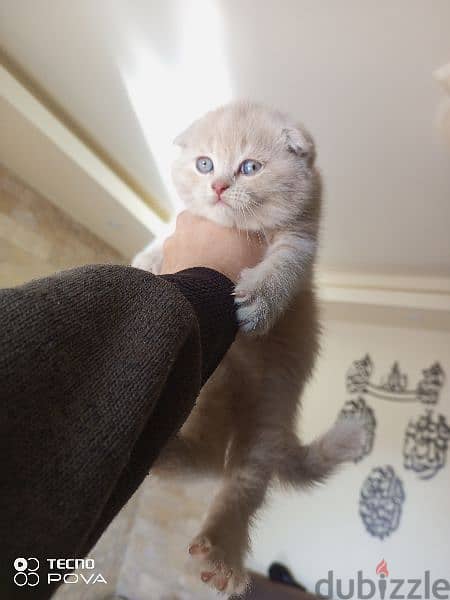 Scottish fold Creamy ! 1