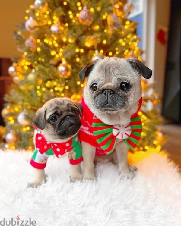 Cutest Pug puppy imported pure breed Delivery كلب كلاب Dog 0