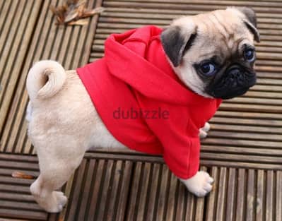 Cutest Pug puppy imported pure breed Delivery كلب كلاب Dog