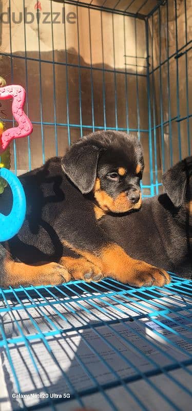 rottweiler Serbia king size 6