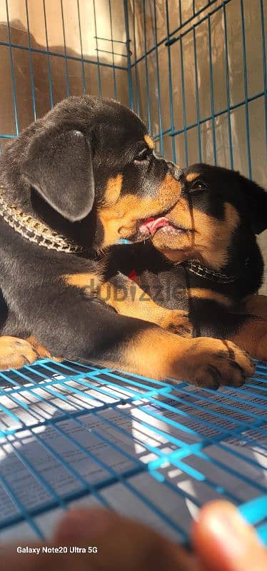 rottweiler Serbia king size 7