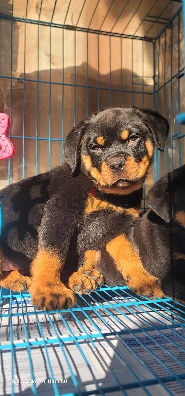 rottweiler Serbia king size 8