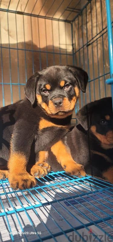 rottweiler Serbia king size 9