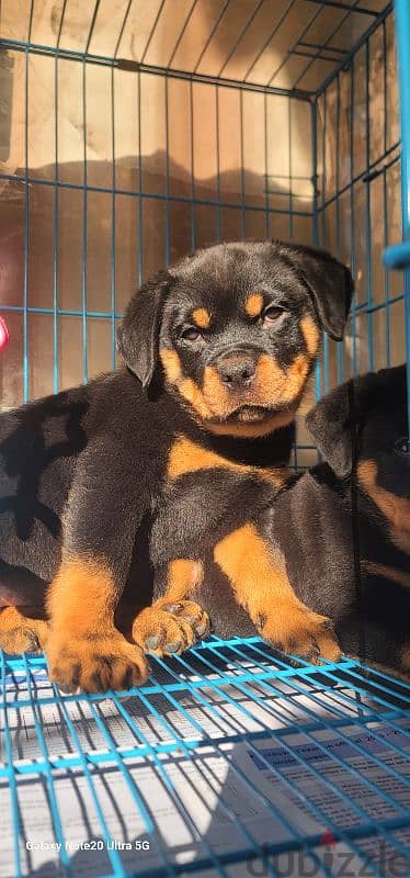 rottweiler Serbia king size 10