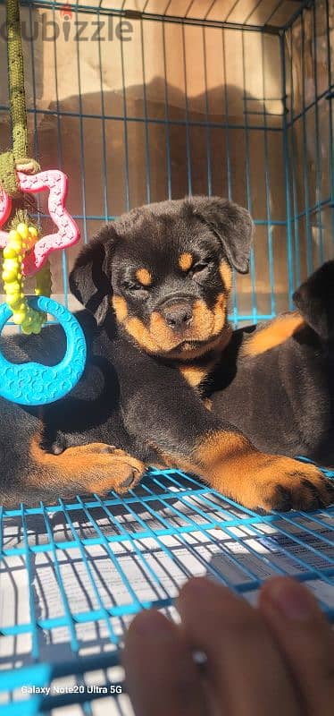 rottweiler Serbia king size 11