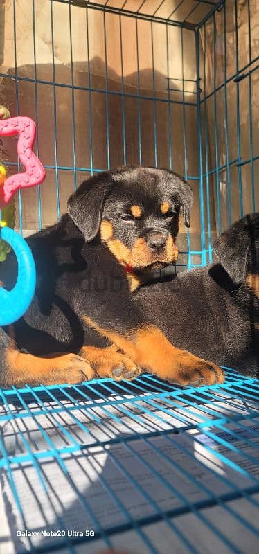 rottweiler Serbia king size 12