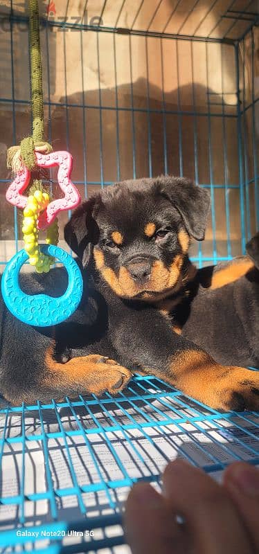 rottweiler Serbia blood champion 2