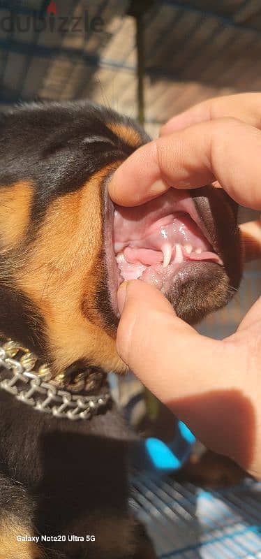 rottweiler Serbia blood champion 9