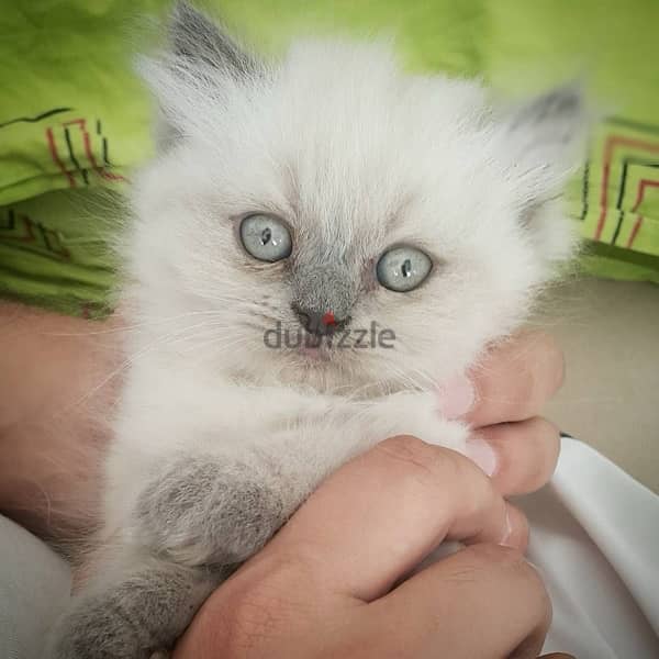 British Blue Point Blue Eyes Cat Kitten قطط 0