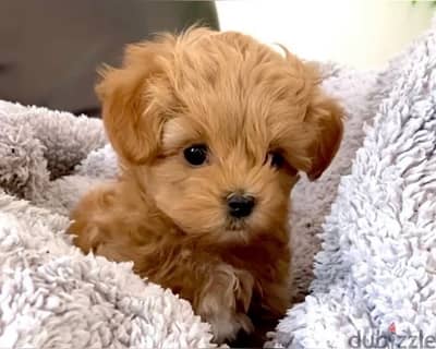 STAYS SMALL IMPORTED Toy Maltipoo puppy pure Dog Delivery كلب كلاب